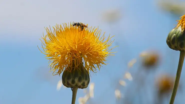 Dokunabilmek İçin Özel İzin Gerekiyor, Koparmanın Bedeli İse 387 Bin TL!