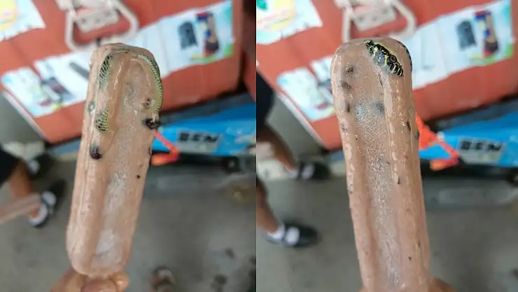 Dondurmanın içinden zehirli yılan kalıntısı çıktı!