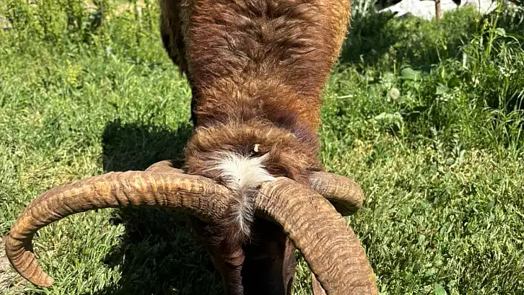 Dört boynuzlu koç bayramın ilgi odağı oldu