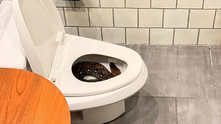 Evin tuvaletinden dev piton çıktı! O anlar kaydedildi