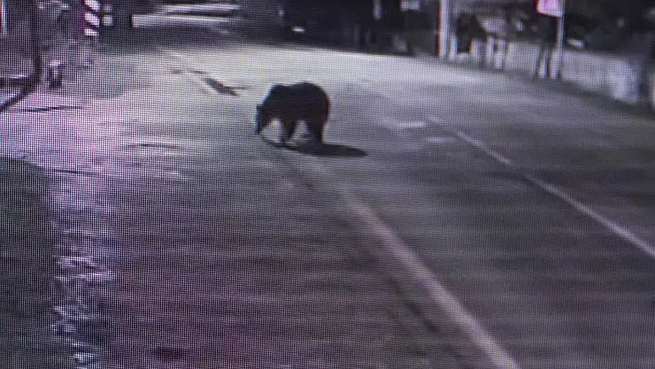 Firari Ayı 30 Saattir  Aranıyor