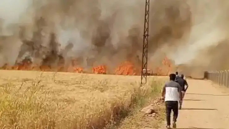 Harran Ovası'nda 40 dönüm ekili arazi yandı