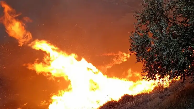 Hatay'da zeytinlikte yangın