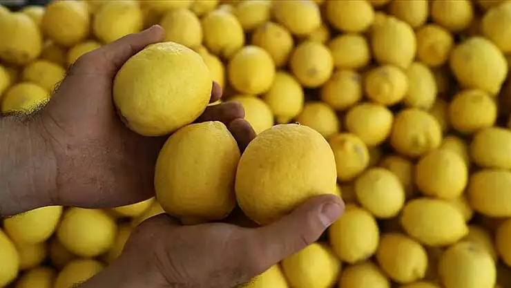 Hatay'dan Dubai'ye ihraç edilen 71 ton limonda pestisit çıktı