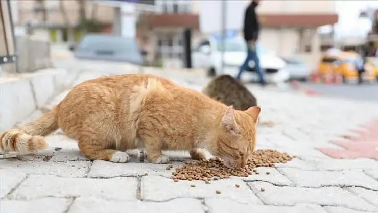 Hayvan sahiplenmek o ilde artık daha kolay