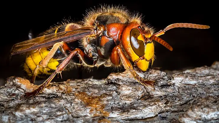 İsrail Askerlerine Eşek Arıları Saldırdı! 12 İsrailli Asker Yaralandı