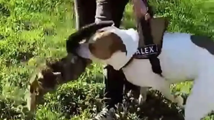 İstanbul'da Pitbull Vahşeti! Saldırıyı Kediyi Parçaladı