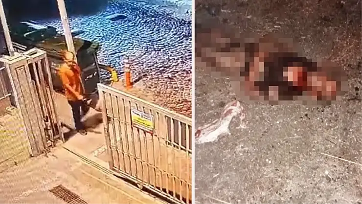 İstanbul Fatih'te Sokak Köpekleri Tarafından Parçalanarak Öldürülen Gençle İlgili Kahreden Detay!