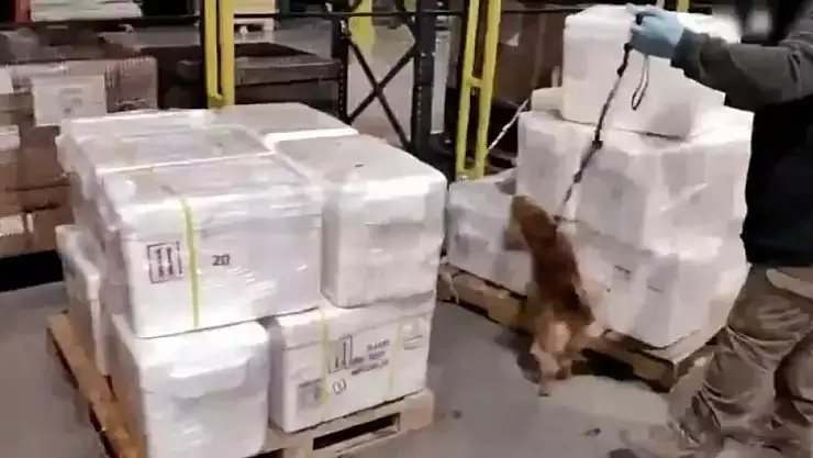 İstanbul Havalimanı'nda 455 kilo kokain ele geçirildi