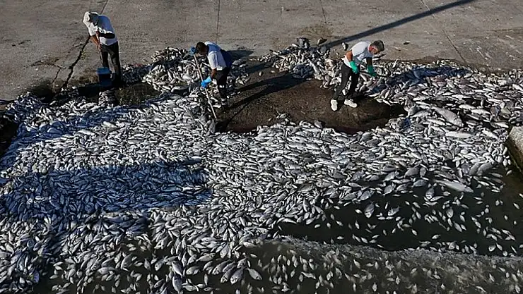 İzmir'de Balık Ölümleriyle Birlikte Gelen Çevre Felaketinden Sorumlu Tutulan Belediyeye Bakanlıktan Rekor Ceza!