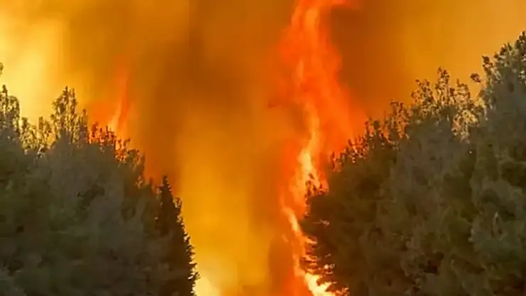 İzmir'deki orman yangınında 2'nci gün: 550'den fazla kişi tahliye edildi! Validen açıklama