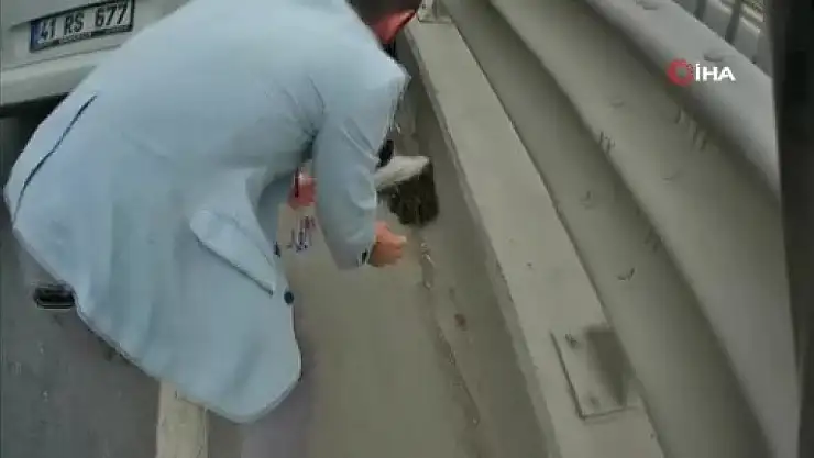 Karayolundaki yavru ördekler trafiği birbirine kattı