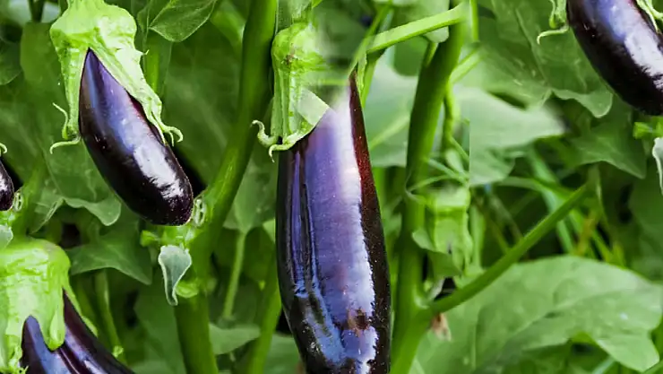 Kasım Ayının Zam Şampiyonu Patlıcan Oldu