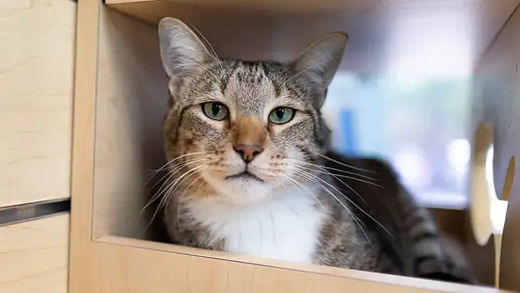 Kedi Kiminle Fazla Vakit Geçiriyor İse O Kişi Ölüyor! ABD Bu Kediyi Konuşuyor