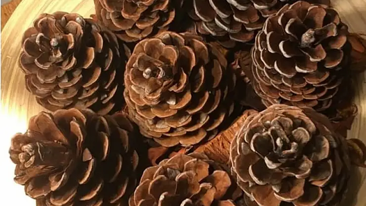 Kedi Kozalağı Nedir? Ne İşe Yarar?