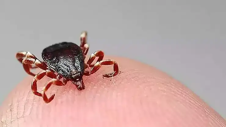 Kenenin ısırdığı 5 çocuk annesi öldü