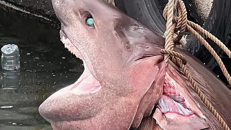 Kıyıya Vuran Dev Köpekbalığı Vinçle Çıkartıldı  