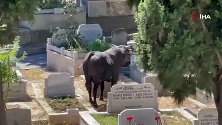 Kızgın Boğa Mezarlığı Birbirine Kattı! 2 Kişi Yaralandı