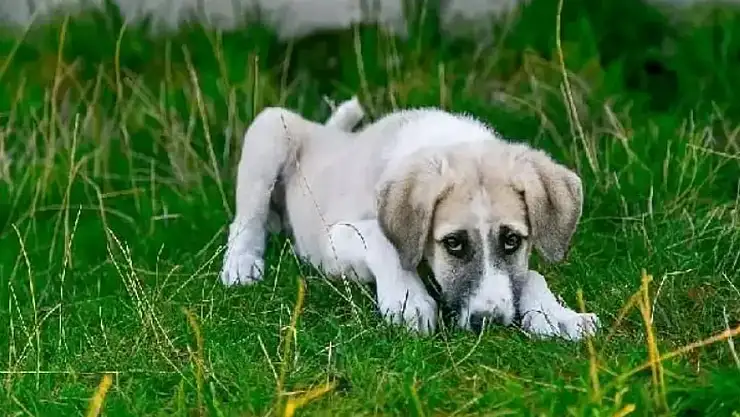 Köpeğin Bağırsağına Kemik Batması Nasıl Anlaşılır?