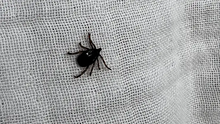 Kurban Öncesi Kene Uyarısı! Kurbanlıklarla Yayılıyor