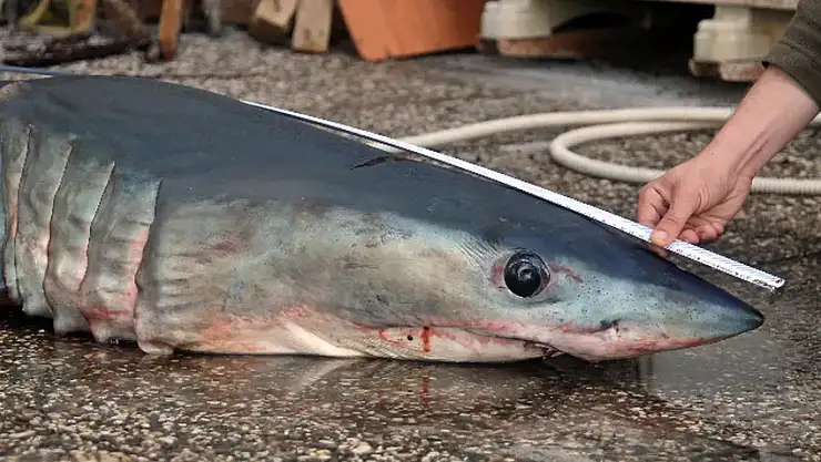 Mersin Sahilinde Köpek Balığı Kıyıya Vurdu