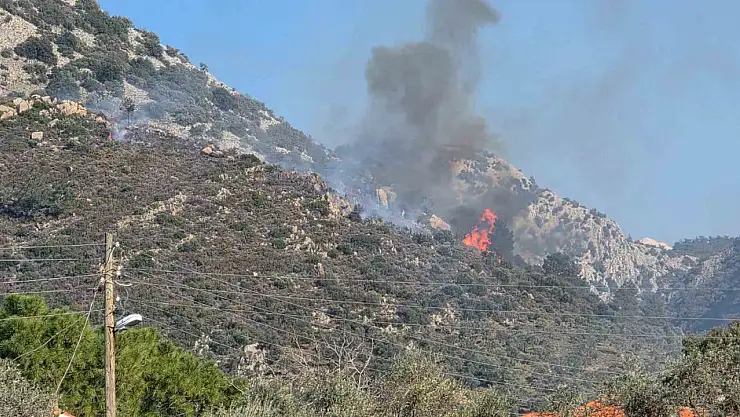 Milas'ta orman yangını