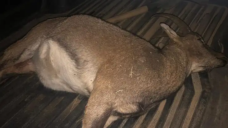 Nesli Tükenme Tehlikesi Altındaki Hayvanı Avlayana 694 Bin Lira Ceza