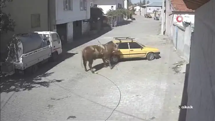 Nevşehir'de ahırdan kaçan kızgın boğa dehşet saçtı!