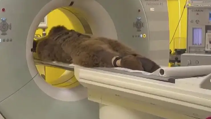 'Okan' isimli ayı fazla meyve yiyince MR çektirdi