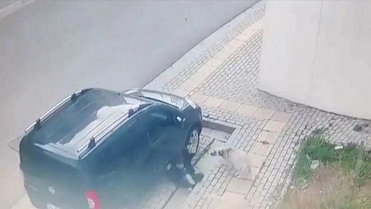 Okul Yolunda Korkunç Saldırı! Sahipsiz Köpek Çocuğa Saldırdı