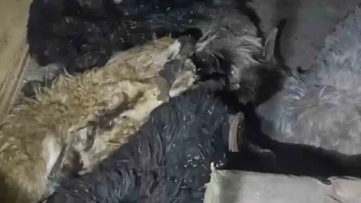 Onlarca keçiyi yakarak telef etti: Küçükbaş hayvana eziyet eden şahıs gözaltında