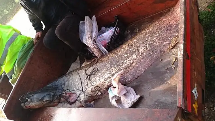 Onlarca Kiloluk Balığı Yakalayıp Böyle Taşıdılar