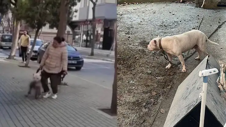 Pitbul Kediyi Parçaladı Sahibi  Gözaltına Alındı