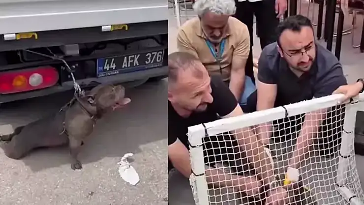 Pitbull cinsi köpeğin saldırısına uğrayan kadın yaralandı