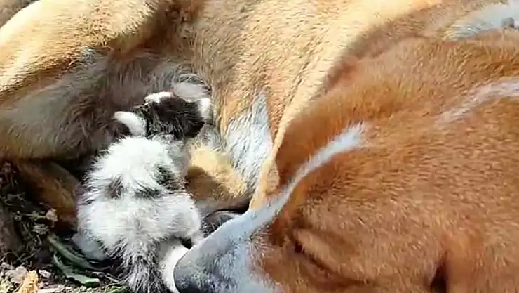 Prenses Köpek Terkedilmiş Yavru Kediyi Emzirdi