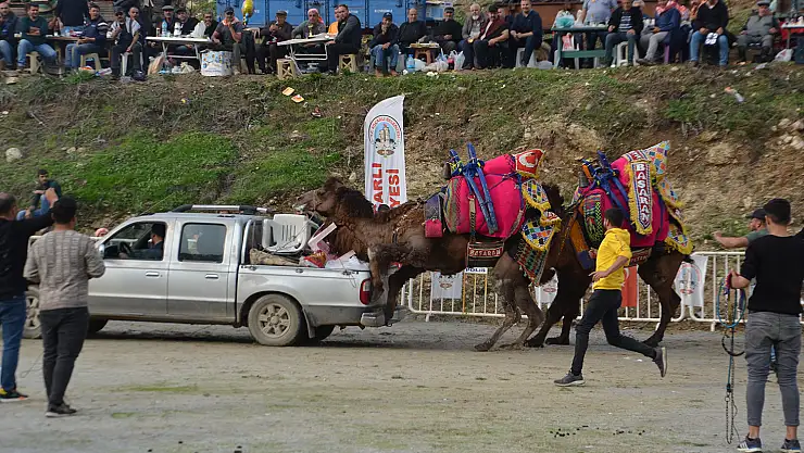 Rakibinden kaçan deve kamyonetin kasasına bindi