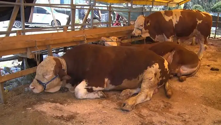 Şap Hastalığı krizi büyüyor: 81 ilde hayvan pazarları kapatıldı!