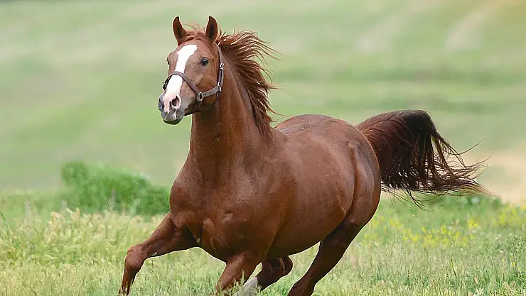 Servet Değerindeki Taylar Görücüye Çıkıyor! Açık Arttırmayla Satılacaklar
