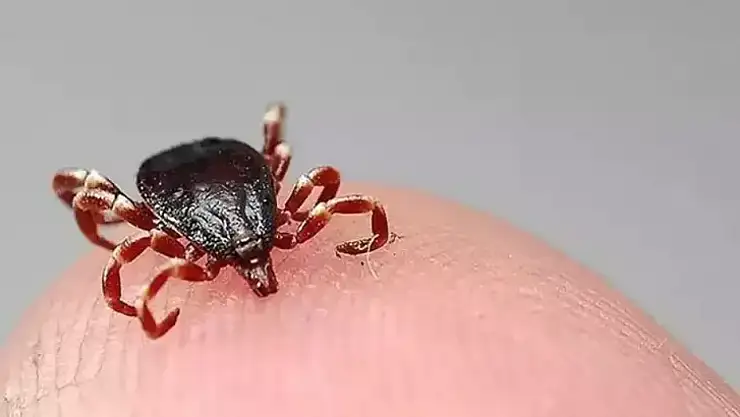 Sivas'ta 1 çocuk annesi keneden öldü