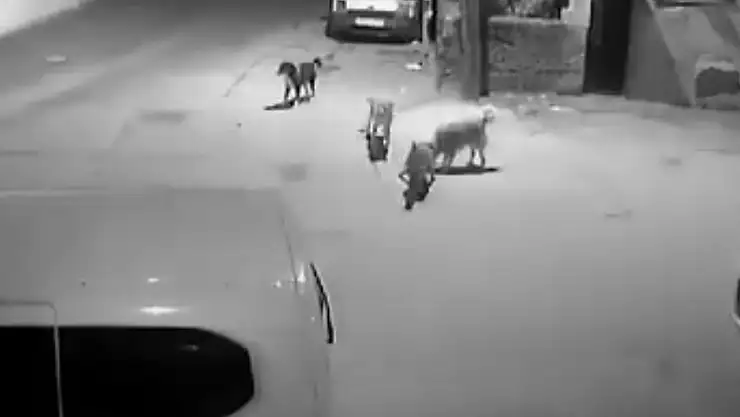 Sokak Köpekleri Kediyi Paramparça Etti