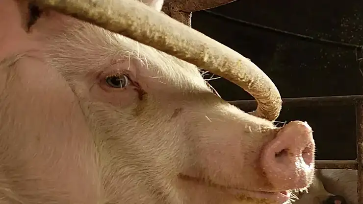 Tarihte İlk Domuz Böbreği Nakledilen Hasta Öldü