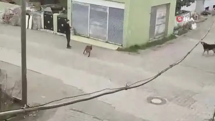 Tasmasından tuttuğu köpeğini, sokak köpeklerinin üzerine saldı
