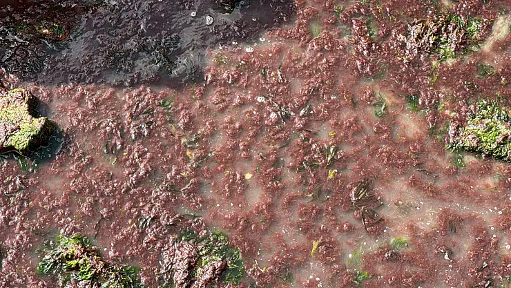 Tekirdağ Sahili Kırmızıya Boyandı