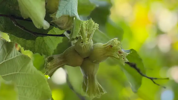 TMO kabuklu fındık alım fiyatlarını açıkladı