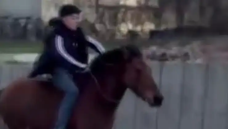 Trafiğe atla çıktı, anayolda dört nala koştu!