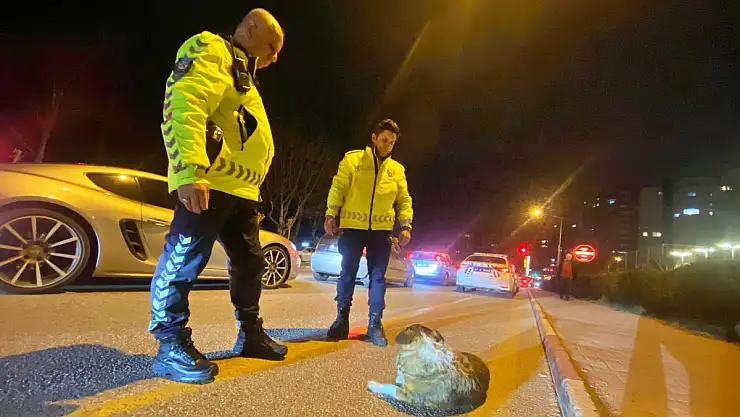 Trafik Polisinden 45 Dakikalık Sokak Köpeği Nöbeti