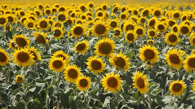 Trakya'nın Sarı Gelini Tehlike Altında
