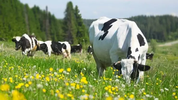 Türkiye'nin Hayvan Varlığı Alarm Veriyor