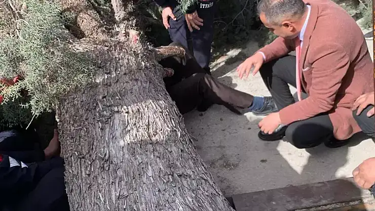 Üzerine Ağaç Devrilen Saadet Partisi Belediye Başkan Adayı Yaralandı