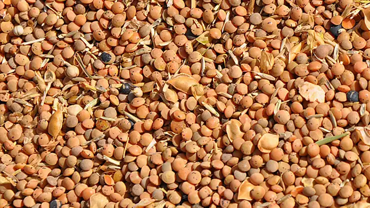 Yeşil Mercimekte Gümrük Vergisi Kalktı